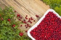 Background with lingonberries on old rustic wooden board and moss