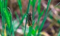 Little grasshopper is sitting in the green grass Royalty Free Stock Photo