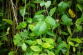 Background of little green plants. Royalty Free Stock Photo