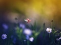 background with a little ladybug flying over a green mea Royalty Free Stock Photo