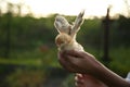 Background of little nestling on the hand