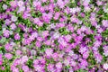 Background of little pink flowers Royalty Free Stock Photo