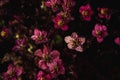 Background of little purple flowers. Macro shooting