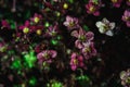 Background of little purple flowers. Macro shooting