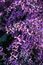 Background of little violet flower Royalty Free Stock Photo
