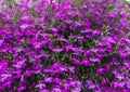 Background of lobelia bright pink color hanging in a flower pot