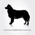 Border Collie Dog vector silhouette. Royalty Free Stock Photo