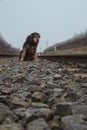 In the background a lonely, abandoned and sad dog out of focus on the tracks. Selective focus