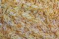 Background of long grain parboiled uncooked rice. Rice groats as background and texture