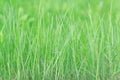Background of long green blades of grass on a green blurred background Royalty Free Stock Photo