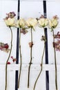 A background of long stemmed dried roses and hydrangea petals