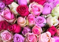 Background of a lot of beautiful multicoloured roses