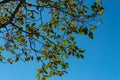 Background with a lot of brown branches and green leaves of an oak tree on a sunny day with a colorful blue sky in the background Royalty Free Stock Photo