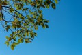 Background with a lot of brown branches and green leaves of an oak tree on a sunny day with a colorful blue sky in the background Royalty Free Stock Photo