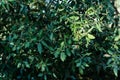 Background with a lot of brown branches and green leaves of an oak tree on a sunny day in Spain Royalty Free Stock Photo