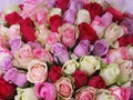 Background of a lot of multicoloured roses in beautiful bouquet