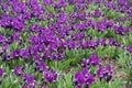 Background - lots of purple flowers of dwarf irises