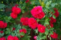 Lots of red summer flowers. Bright red roses against a green Bush. Beautiful red roses in the Summer garden Royalty Free Stock Photo