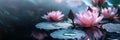 Background with lotuses on the water, Royalty Free Stock Photo