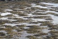 Background low tide Royalty Free Stock Photo