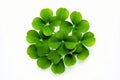 Background luck green up grass leaf macro close nature plant clover shamrock patrick