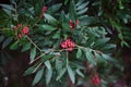 Background with a lush branch and fruits mastic tree, place for text