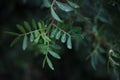 Background with a lush branch after the rain, place for text