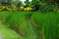 Soil ridge path between fields