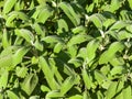 Background of lush sage with some dew drops on leaves Royalty Free Stock Photo