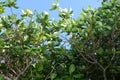 Background with lush vegetation. Mangroves against a blue sky.