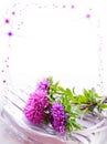 Background with lyings asters Royalty Free Stock Photo