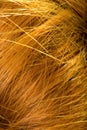 Background - macro on human female hair