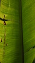 Background macro image of a bright green leaf with dark veins Royalty Free Stock Photo