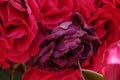 background macro image of fresh bright pink and withered roses with stamens Royalty Free Stock Photo