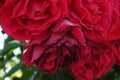 Background macro image of fresh bright pink and withered roses with stamens Royalty Free Stock Photo