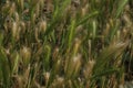 background macro image of green and brown ears of fluffy grass Royalty Free Stock Photo