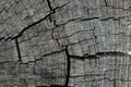 Background macro image of an old cracked tree in gray and brown tones Royalty Free Stock Photo