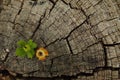 background macro image of an old cracked tree in gray and brown tones with small green and yellow-orange flowers Royalty Free Stock Photo