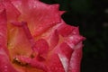 Background macro image pink and white rose petals on a dark background with dew drops