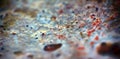 Background, macro. Lichens on stone surface Royalty Free Stock Photo