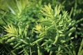 Background macro of a needles on a Hicks Yew Royalty Free Stock Photo
