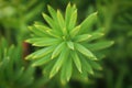 Background macro of a needles on a Hicks Yew Royalty Free Stock Photo