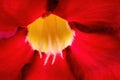 Background Macro photo of red flower of Adenium obesum