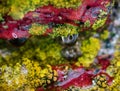 Background, macro. Surface of stone