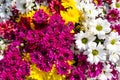 Background made of beautiful, colorful flowers of chrysanthemums and margaret.