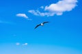 Background made of bright blue sky, white clouds  and a flying seagull Royalty Free Stock Photo