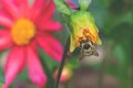 Background made of dahlia bud with yellow cone in summer garden and honey bee gathering nectar Royalty Free Stock Photo