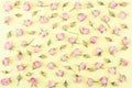 Background made from different rose blossoms on the yellow base