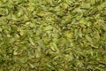 Background made of dried bearberry leaves for medical use. Common Bearberry dried herb backdrop