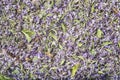 Background made of dried pennyroyal Royalty Free Stock Photo